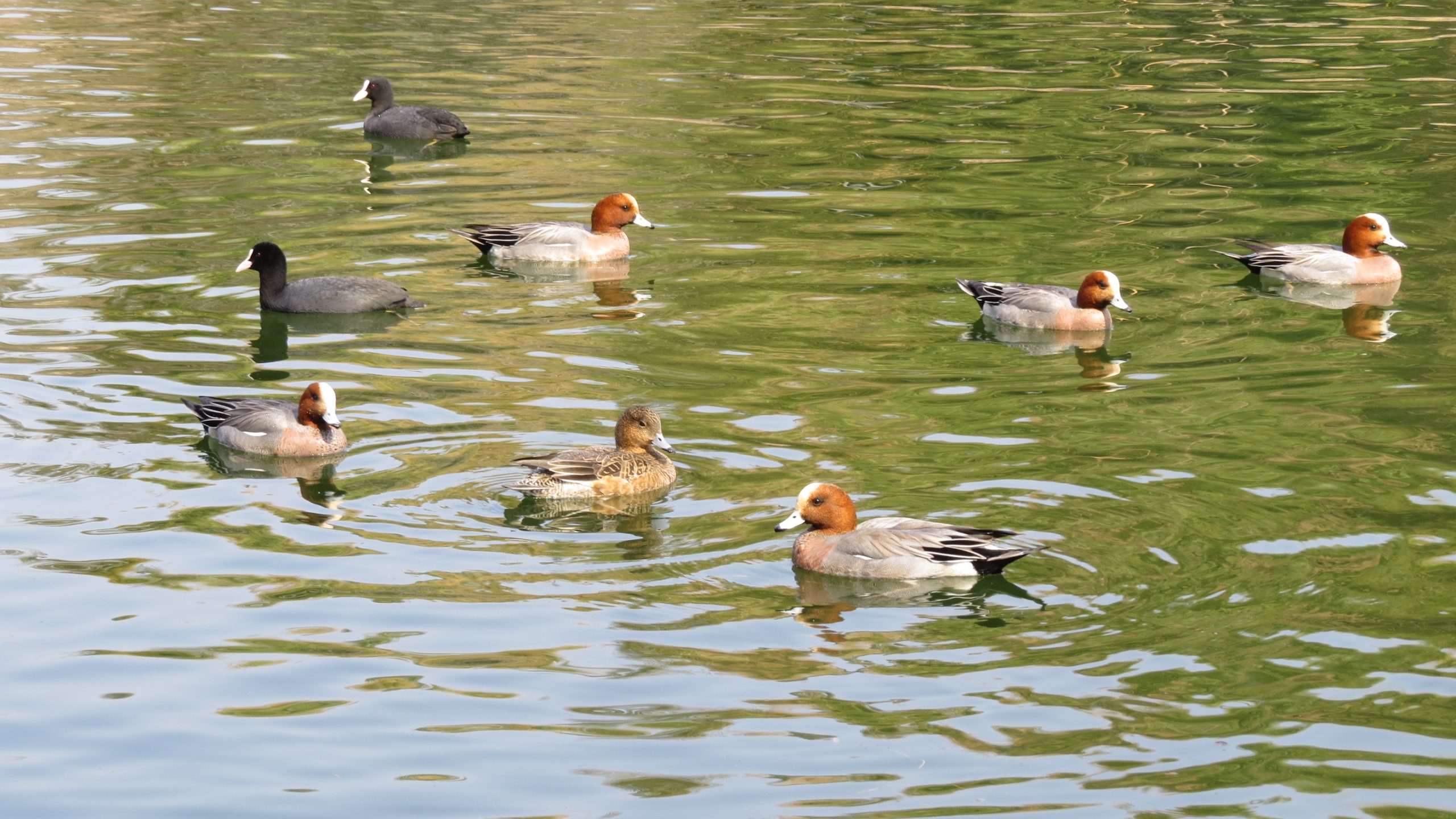 春日大池の水鳥