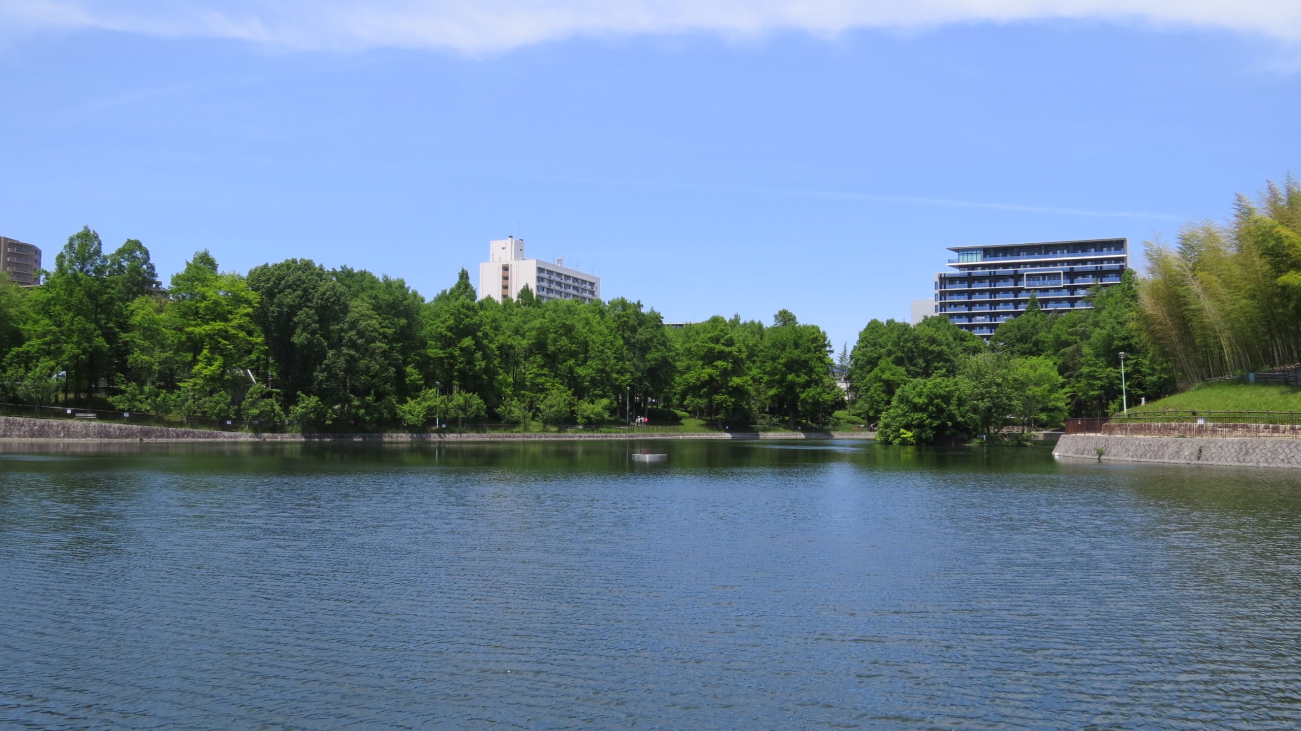 春日大池と水鳥 桃山公園 大阪府吹田市